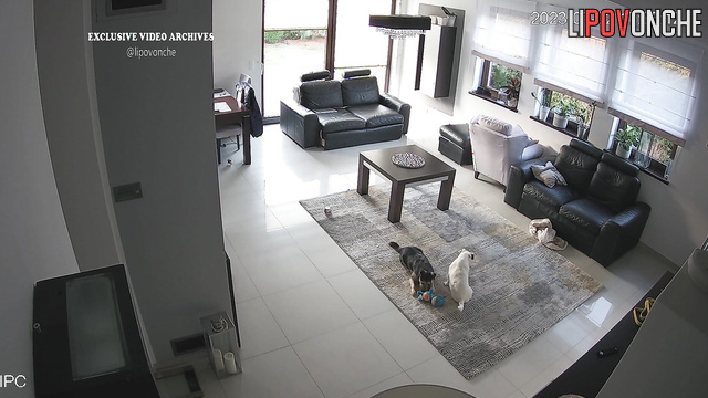Babe playing with her dogs on the carpet (cute tape)