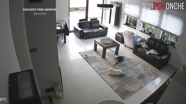 Babe playing with her dogs on the carpet (cute tape)