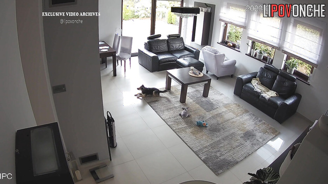 Blonde playing with her best friend in the living room